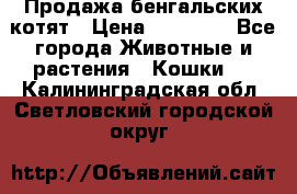 Продажа бенгальских котят › Цена ­ 20 000 - Все города Животные и растения » Кошки   . Калининградская обл.,Светловский городской округ 